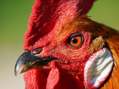 rooster, chicken, head-5195311.jpg